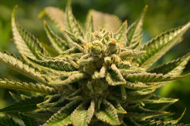 marijuana stock news