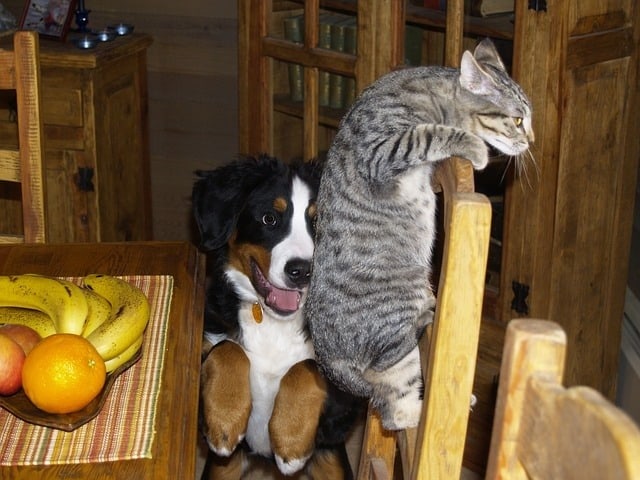 pets-258570_640